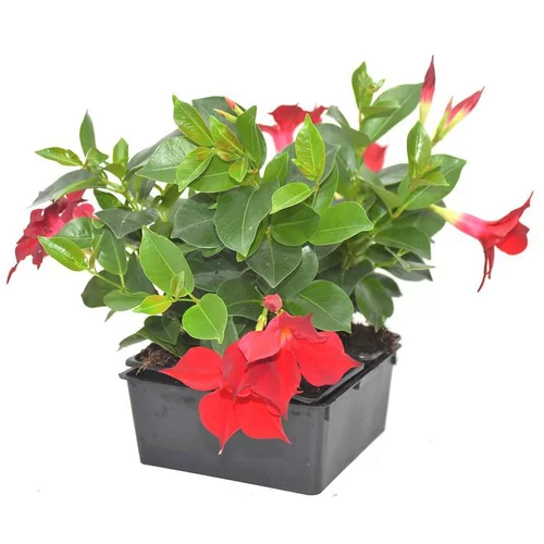 Dipladénia rouge - La barquette de 4 plants