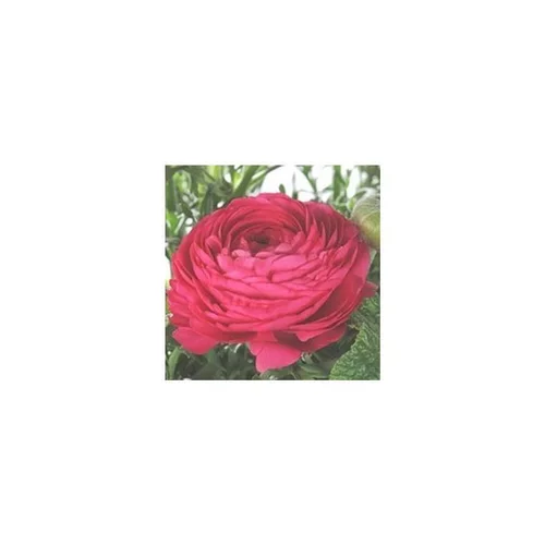Renoncule à fleurs doubles - La jardinière de 40 cm