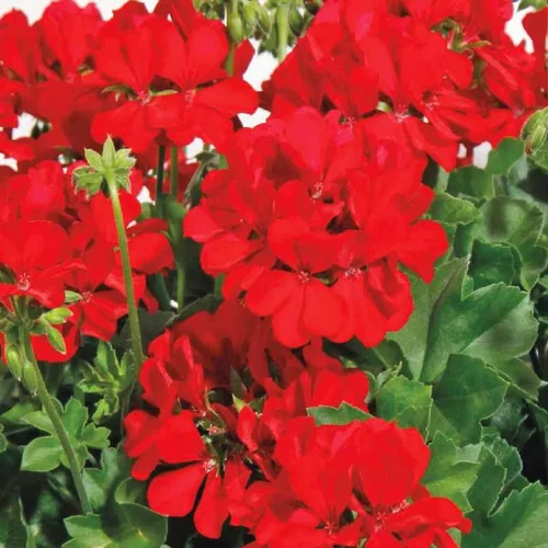 Géranium interspécifique Calliope à fleurs rouges - La jardinière de 50 cm