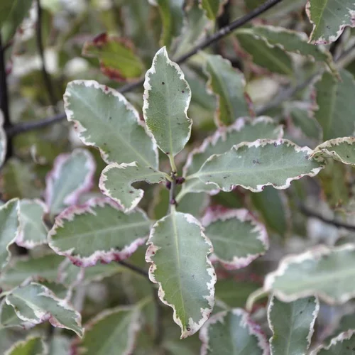Pittosporum Tenuifolium Elizabeth. Le pot de 15 litres