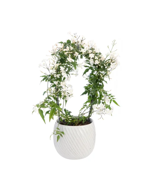Jasmin en arceau avec un cache-pot en céramique coloris blanc - Ø 12 cm