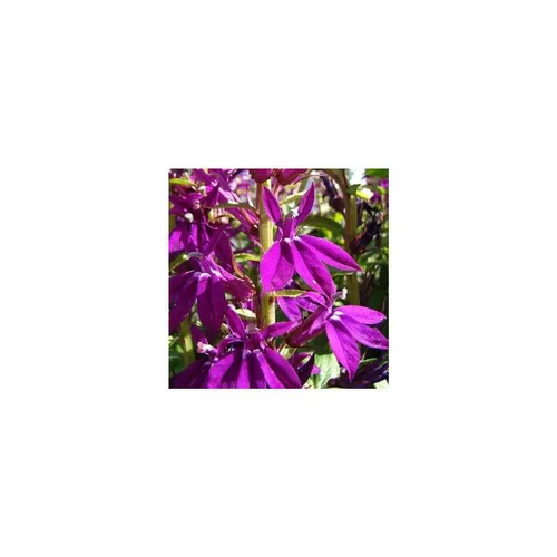 Lobélia Speciosa Hadsen Purple - Le pot de 3 litres