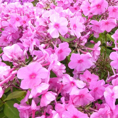 Phlox paniculé Pink Eye Flame Phlox bartwelve pink flame