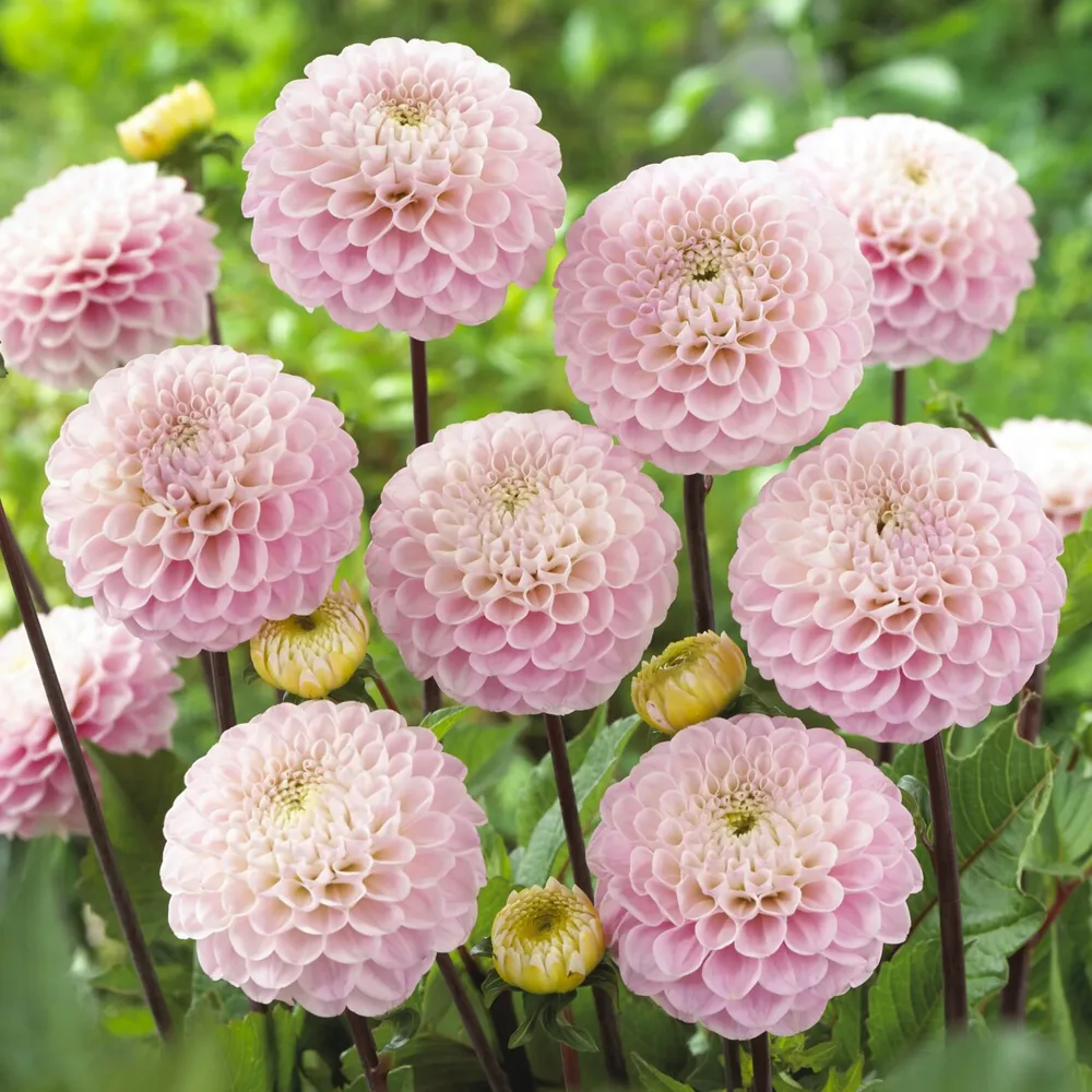 Dahlia ball Wizard of Oz Dahlia Wizard of Oz