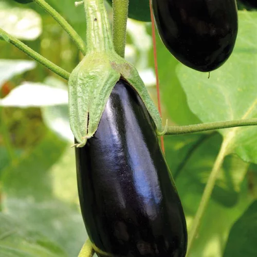 Plant Greffe Aubergine Longue Baluroi Bio. Le pot de 1 litre