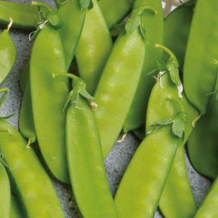 Pois mangetout Norli Bio Pisum sativum norli