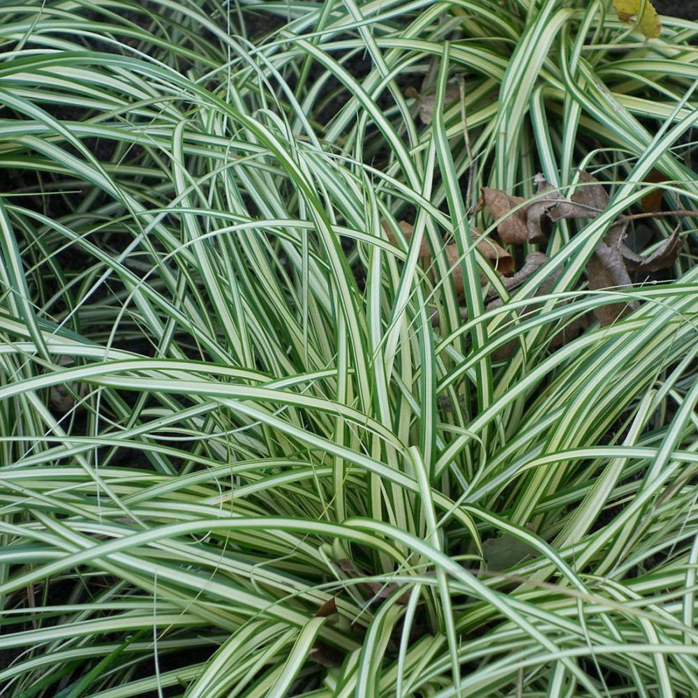 6 x Laîche panaché – Carex ornithopoda 'Variegata' | godet 9cm x 9cm