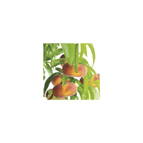 Pecher Saturne ® Bailou. En racine nue, forme 1/2 tige