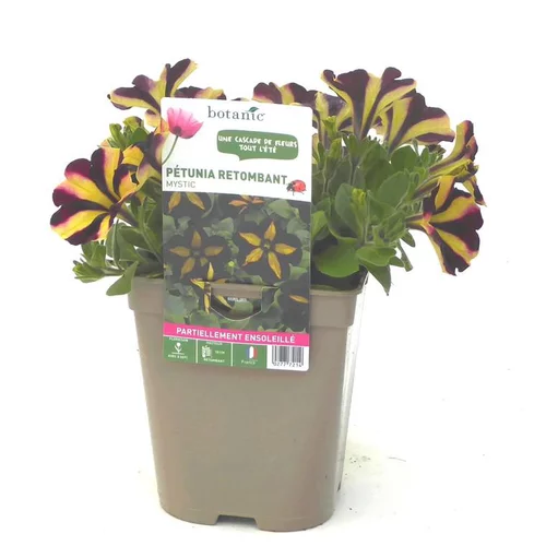 Pétunia retombant bicolore - Le pot de 12 x 12 cm