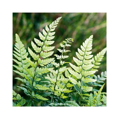 Polystichum tsu simense en pot de 3 litres