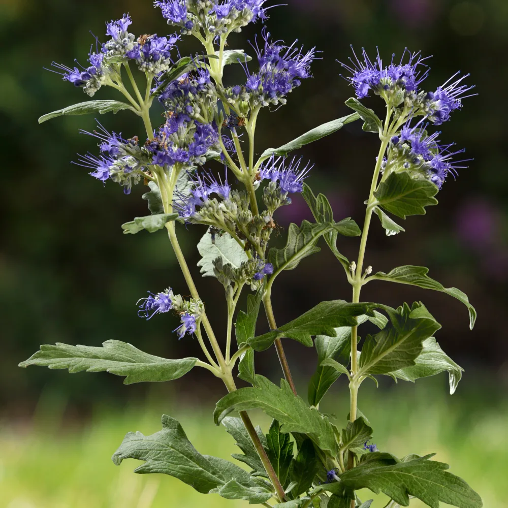 Caryopteris Good as Gold Caryopteris clandonensis good as gold 'novacargol'
