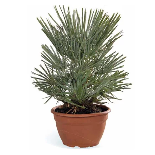Chamaerops Humilis Ceracifera ou Palmier nain en coupe de 25 cm