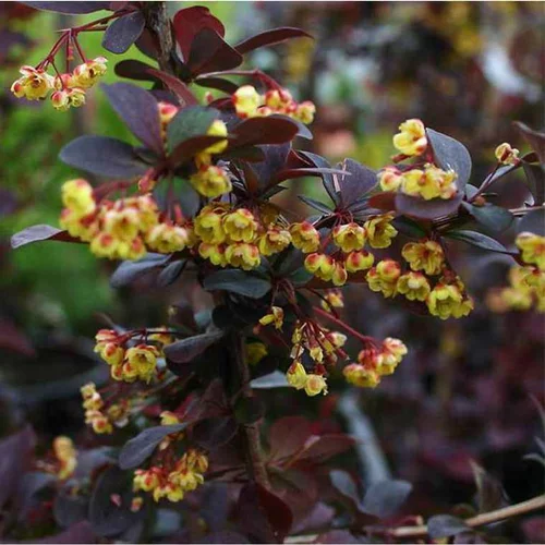 Berbéris (Épine-vinette) en pot de 4 L rouge