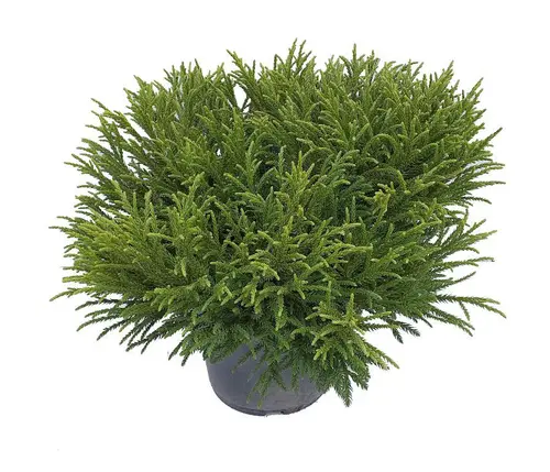Cèdre du Japon Little Champion. Le pot de 2 litres