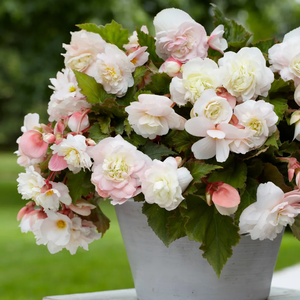 5 Bégonias parfumés Angélique Begonia odorata angélique