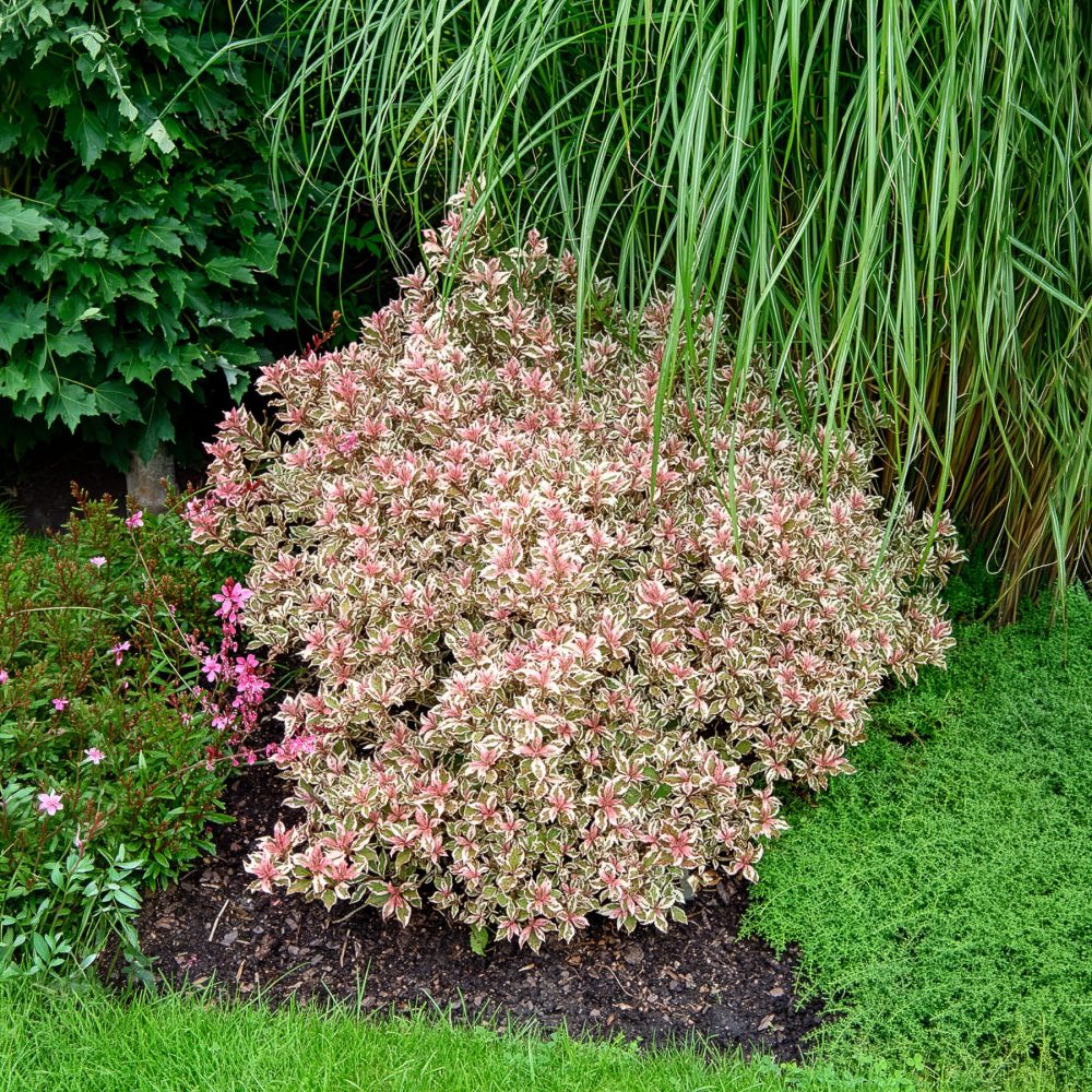 Weigélia Monet Weigela florida Monet