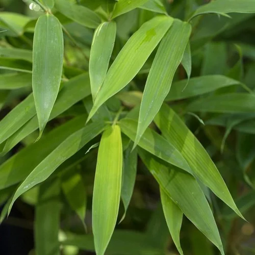 Bambou Phyllostachys Aureocaulis 250/300. Le pot de 35 litres