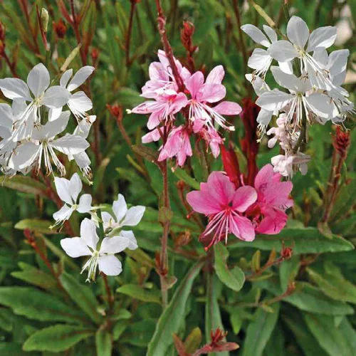 Gaura - Le pot de 9 x 9 cm