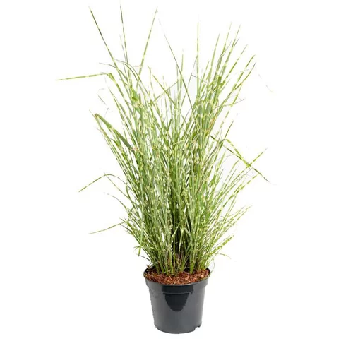 Miscanthus Sinensis Zebrinus - Le pot de 3 litres