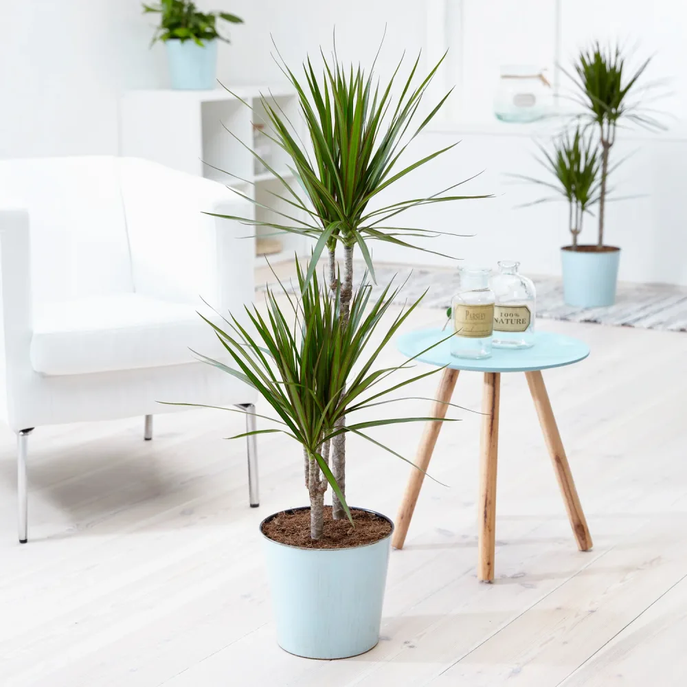 Dracaena marginata Dracaena marginata