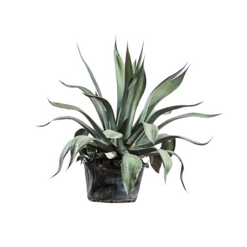 Agave Americana (Agave américain) en pot de 6 L vert
