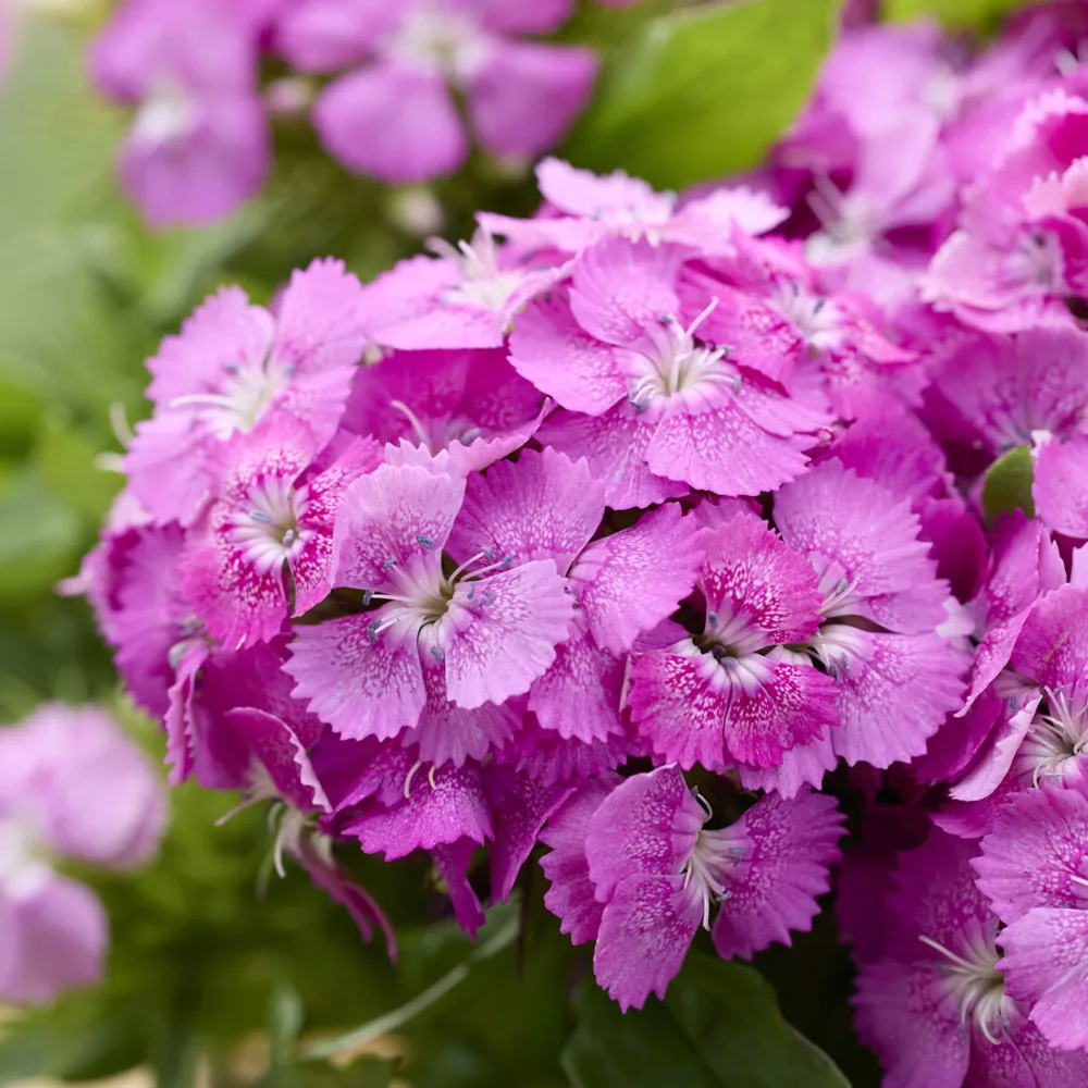 Œillet de poète Barbarini Pink Dianthus barbatus Barbarini Pink