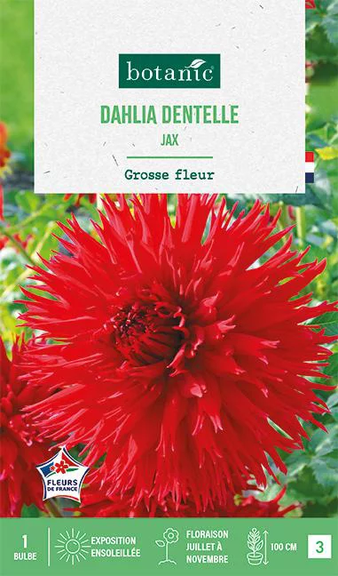 Bulbe de fleurs Dalhia dentelle Jax botanic® - 1 bulbe