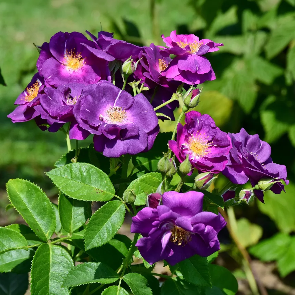Rosier buisson Rhapsody in Blue® Frantasia Rosa Rhapsody in Blue® Frantasia
