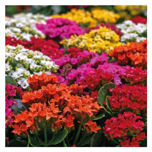 Kalanchoe. La jardinière de 25 cm