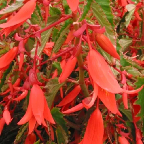 Begonia Retombant. Le pot de 14 cm