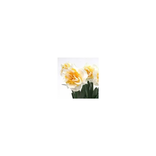 Narcisse à grandes fleurs - Le pot de 1 litre
