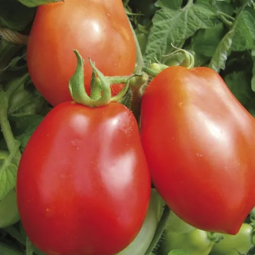 Tomaat Roma | Tomatenzaden
