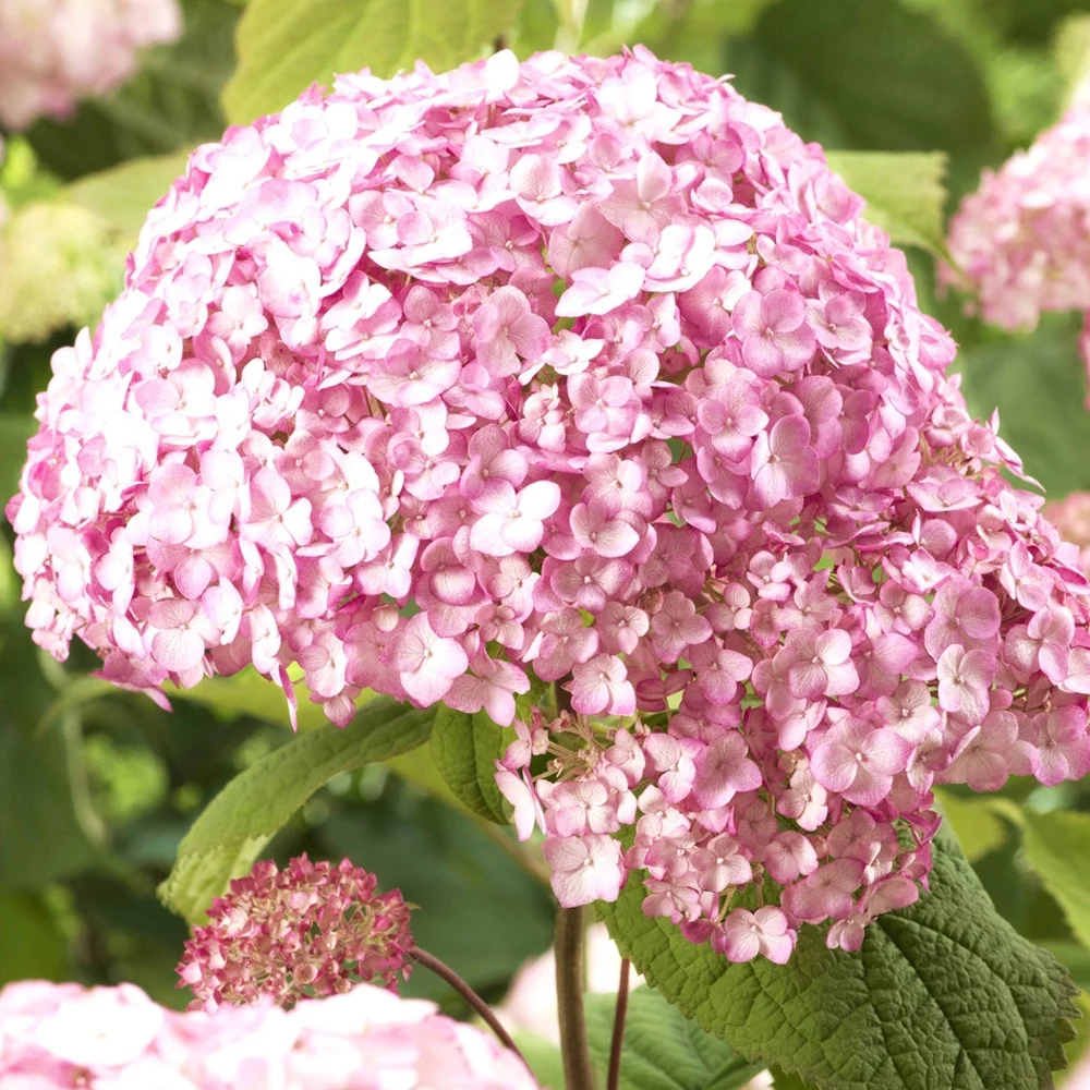 Hortensia Candy Bell Bubblegum ® Hydrangea arborescens 'candy belle bublegum'