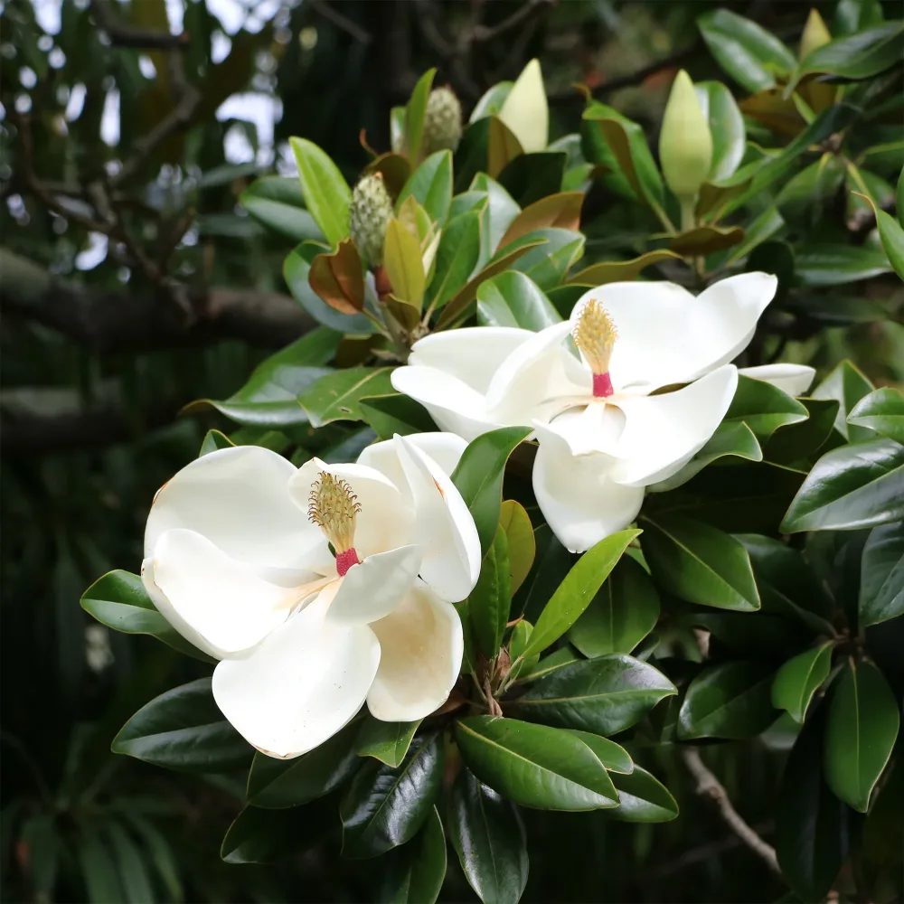 Magnolia à grandes fleurs Magnolia grandiflora