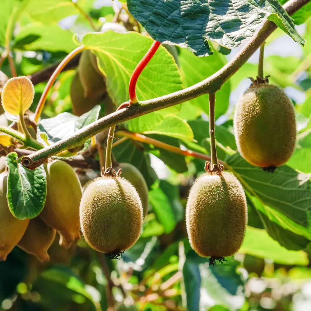 Kiwi Hayward Actinidia deliciosa hayward