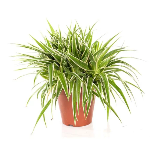 Chlorophytum ocean. Le pot de 15 cm