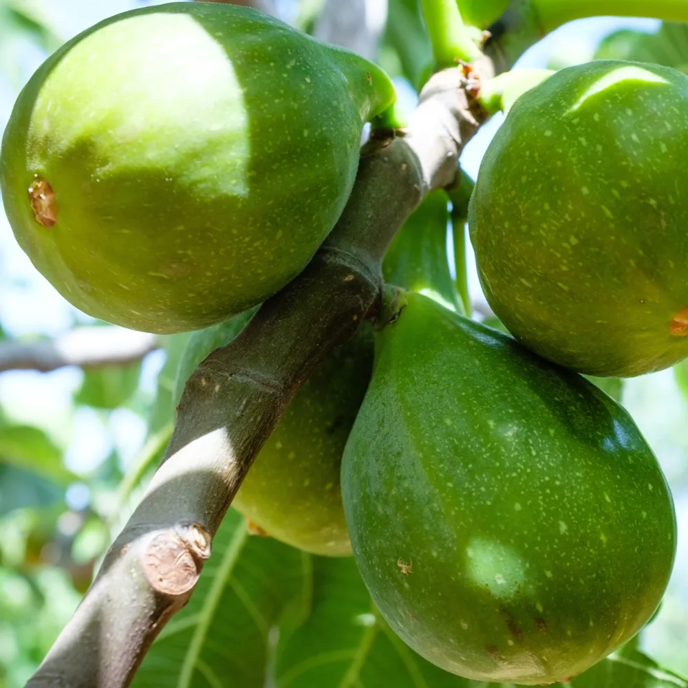 Figuier Fiorone Ficus carica 'fiorone'