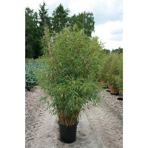 Bambou Fargesia vert 150/175 cm Extra en pot de 5 L
