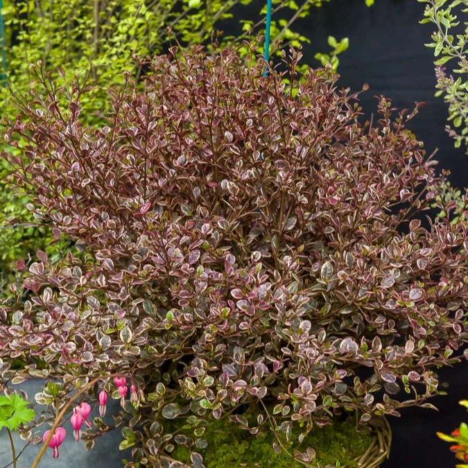 Lophomyrtus ralphii Little Star Lophomyrtus x ralphii 'little star'