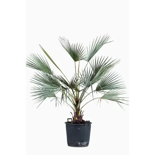 Palmier Brahea Armata bleu 40/60. Le pot de 80 litres