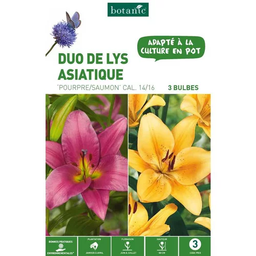 Duo de Lys Asiatique Pourpre/Saumon violet/orange botanic® - 3 bulbes