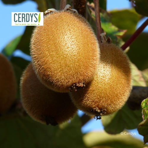 KIWI 'HAYWARD' (FEMELLE) - POT DE 1,5L