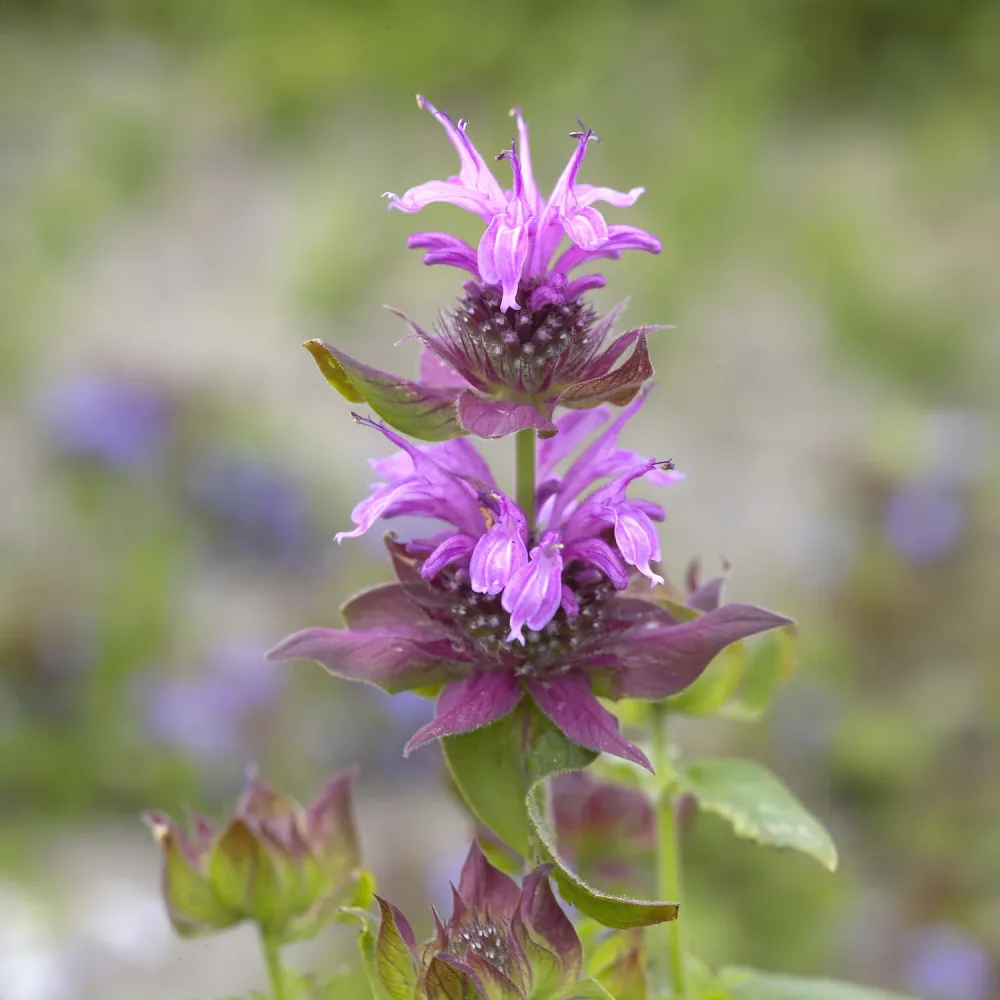 Monarde Aquarius Monarda aquarius