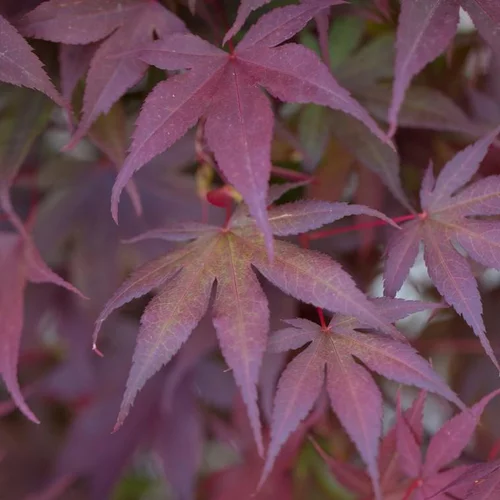 Érable du Japon Bloodgood rouge. Le pot de 5 litres, 50/60 cm