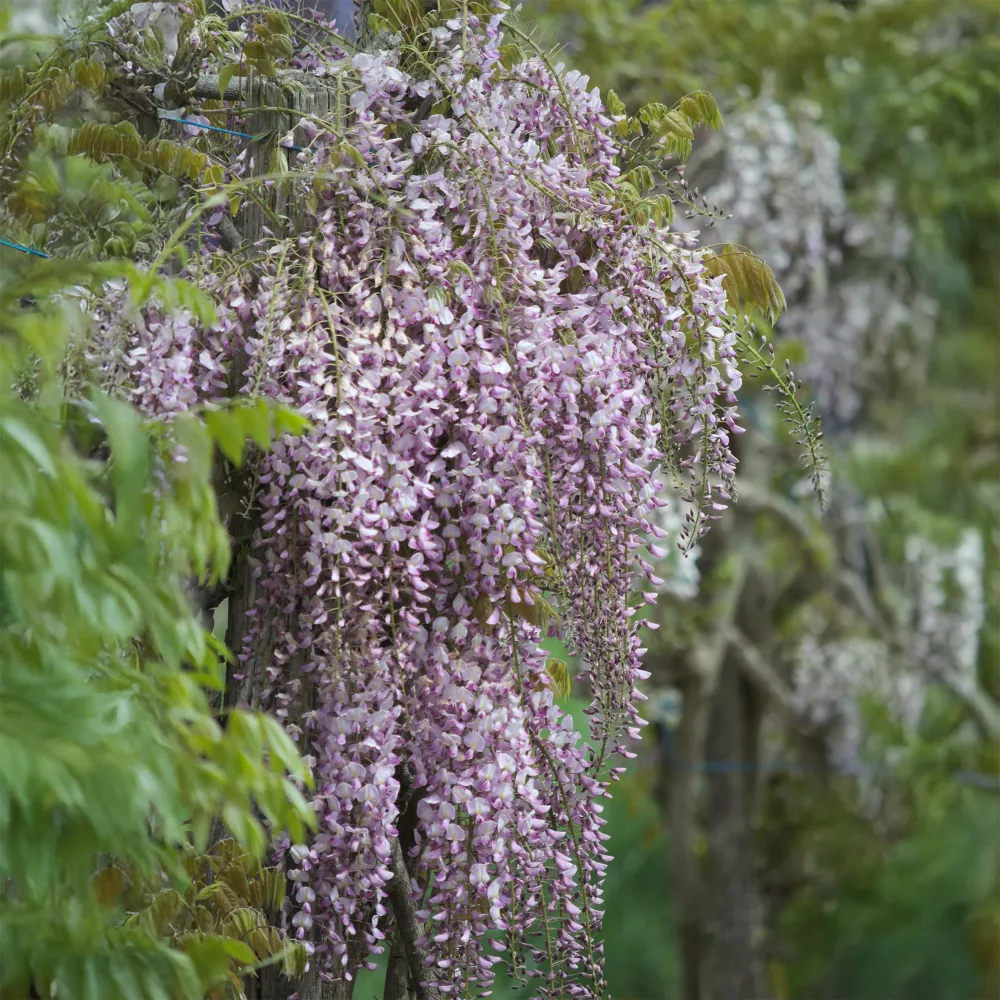 Glycine du Japon Honbeni Wisteria floribunda Pink ice