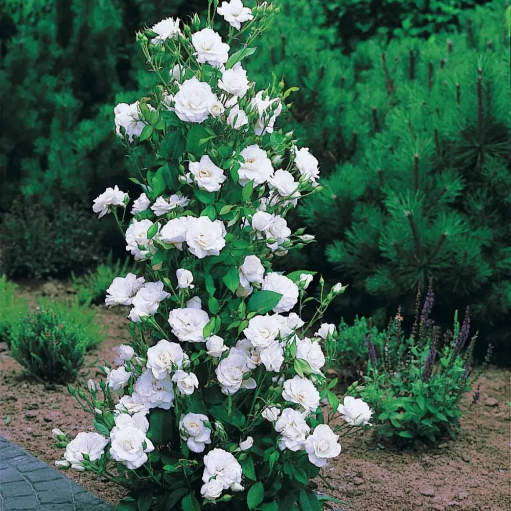 Rosier arbuste Korbin Rosa korbin
