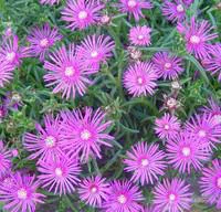 Delosperma Cooperi ou Pourpier de Cooper. Le pot de 2 litres
