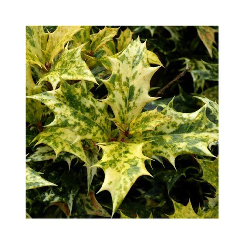 Osmanthe à feuilles variables Tricolor. Le pot de 2 litres