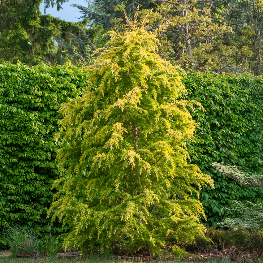 Cèdre de l'Himalaya nain doré Cedrus deodara Golden Horizon