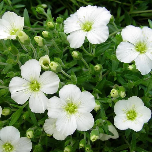 Sabline des montagnes (Arenaria montana) à fleurs blanches - Le pot de 1 litre